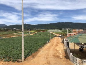 dat-nen-thanh-my-golden-field