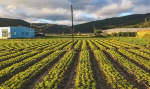 mua-dat-o-thanh-my-don-duong-lam-dong