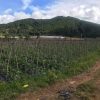 Bán đất sào xa Ka Đơn huyện Đơn Dương-Lâm Đồng giá rẻ