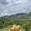 Bán đất view nghĩ dưỡng ngay tại trung tâm TT Nam Ban - Lâm Hà, cách TP Đà Lạt 20km